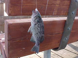 10 inch Blue rockfish - a rather rare catch at Goleta.