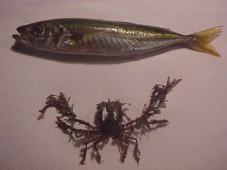 The top fish is a Spanish Mackerel (Mackerel Jack). At this size (4-5 inches) they are a perfect baitfish and will attract halibut, sand and kelp bass (Calico) as well as lingcod and olive rockfish (Johhny Bass). At the bottom is a decorator crab - notice how it appears to be a kelp frond? That's what I thought while stripping it from my line ... then it started to crawl up my arm!