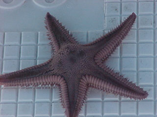Purple starfish are abundant in the channel between the pier and the kelp reef but it is unusual to actually catch one.